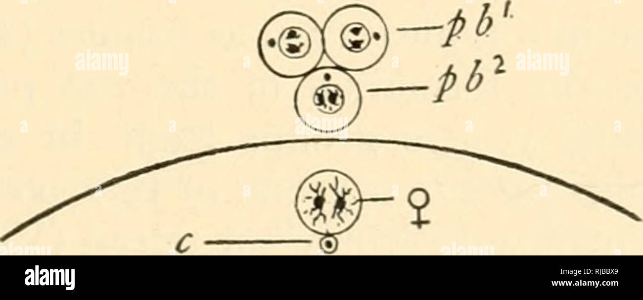 . Die Zelle in der Entwicklung und Vererbung. Zellen. D-P-^-^. E H Abb. 116. - Diagramme, die die wesentlichen Tatsachen in der Reifung der Eizelle. Die somatische Anzahl der Chromosomen soll vier sein. A. Erste Phase; zwei tetrads haben in der keimscheibe Blasen gebildet. B. Die zwei tetrnds wurden über die Spindel der äquatorialen Platte der ersten Polar mitotische Abbildung zu bilden. C. Die mitotische Abbildung hat sich gedreht in Position, so dass die Reste des Germinal Vesikel an g.v. D. in der Bildung der ersten Polar Body; jedes Nibble unterteilt sich in zwei dyaden. E. in der ersten Polkörper gebildet; zwei Stockfoto