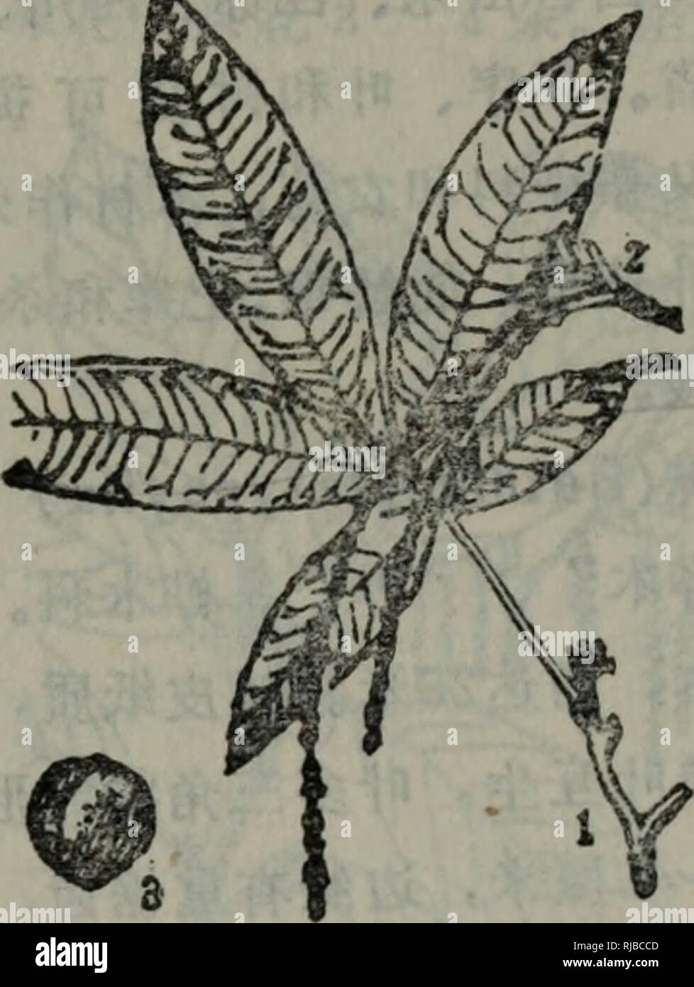 . Chang Yong sheng Wu Ke ji ci Dian. Botanik. Ae¤ç© å-¦ É" å 225 Åé "ae ·® aeµåç - å¤ ¨" ãae Aeä¾å ºç - ç - ç ç® Ï¼ae¨å ¯ aeåae Ï¼aeae ²è¶¡Ä¾ç¼ç "ç" Ï¼ae © ae ¥ ¤ èaeºae ç © Ï¼ä¹ä½åº-å-ãåº Ae²ãae ãè å²'¤¡ éae ç§ ã åae³ï¼Salix europaea) ae ae³ ç§ Ãè½ä¹ae ¨ ¨ Ï¼é" 10 Ä½ç ± ³Ãå° aeç "é¿ ä'È²aeå åï¼'è¤'¦ç" ae "È²ãåå¶ äºçï¼ éå½¢ aeae¡ç¶ ae"¢ éå½ Ï¼aeé é½ ¿¯ãae © ae ¥ å å¶ Ï¼ééå¼ae ªãéè Å¼è ± ± aeae ¤ - åå½¢ Éçï¼éè 2 Ï¼åºé ¨ ae2 è º ± Ä½ï¼éè aeç-ae¤-åå½¢ Èçï¼è ¹é¢ae 1 è ºä½Ãè'ae 2 è £ ãå''°' çäºae È¾¹ã ae¹¿å° ãå¹¿å'äºå ¨ ï¼å Å½åå°''ae¨ Aeä¾å ½å¹ã ae ¶å®¶å·ç ç ç-¨ Ï¼ae® å ¯ aeåae ² è¶ Ï¼ä¹ä½åº-å-éae ãè¡ç§ Ï¼aeãå¶ ç-å¯è¯ç¨ã è¡ae¡ï¼Juglans reqia) åç§°ae'ae¡ "ãè¡ae¡ç§¶ ãè½å Ä¹ae ¨ Sie é"è¾¾ 30 ç±³Ï¼Aeå · çç¶é" ãåae°å¶ äºçï¼å Ç¾½ç¶°å¶ 5 ãï¼ 11 ï Stockfoto