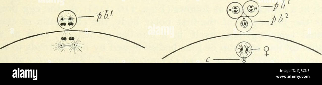 . Die Zelle in der Entwicklung und Vererbung. Zellen. D E H Abb. II 6. - Diagramme, die die wesentlichen Tatsachen in der Reifung der Eizelle. Die somatische Anzahl der Chromosomen soll vier sein. A. Erste Phase; zwei tetrads haben in der keimscheibe Blasen gebildet. B. Die zwei tetrads wurden über die Spindel der äquatorialen Platte der ersten Polar mitotische Abbildung zu bilden. C. Die mitotische Abbildung hat sich gedreht in Position, so dass die Reste des Germinal Vesikel an g.v. D. in der Bildung der ersten Polar Body; jedes Nibble unterteilt sich in zwei d3' anzeigen. E. in der ersten Polkörper gebildet; zwei dyaden Stockfoto