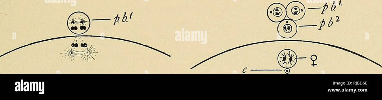 . Die Zelle in der Entwicklung und Vererbung. Zellen, Zellen. D.^H Abb. 88. - Diagramme, die die wesentlichen Tatsachen in der Reifung der Eizelle. Die somatische Anzahl der Chromosomen soll vier sein. A. Erste Phase; zwei tetrads haben in der keimscheibe Blasen gebildet. B. Die zwei tetrads wurden über die Spindel der äquatorialen Platte der ersten Polar mitotische Abbildung zu bilden. C. Die mitotische Abbildung hat sich gedreht in Position, so dass die Reste des Germinal Vesikel an g.v. D. in der Bildung der ersten Polar Body; jedes Nibble unterteilt sich in zwei dyaden. E. in der ersten Polkörper gebildet; zwei d Stockfoto