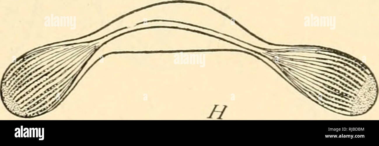 . Die Zelle in der Entwicklung und Vererbung. Zellen. Abb. 38. - Mitotischen Teilung in Infusoria. [R. Hertwig.] A-C. Der macronucleus Spiroclwna, Anzeigen Pol-Platten. D-H. Aufeinanderfolgende stashes in der Abteilung der Micronucleus von/' (z; "AWA" w/?/w. D. in der frühesten Phase, Anzeigen Retikulum. G. in der fol-genden Stufe ("Sichel-form") mit Nukleolus. E. in der Chromosomen und Pol-Platten. F. in der Späten ana-Phase. H. in der abschließenden Phase. Die kernmembran können mehr oder weniger vollständig bestehen bleibt in jeder Phase{Noctihica, EnglypJia, ActiiiospJicerinni). 2. Astern können vorhanden sein (Heliozoa, gregarines) oder wollen (In-f Stockfoto