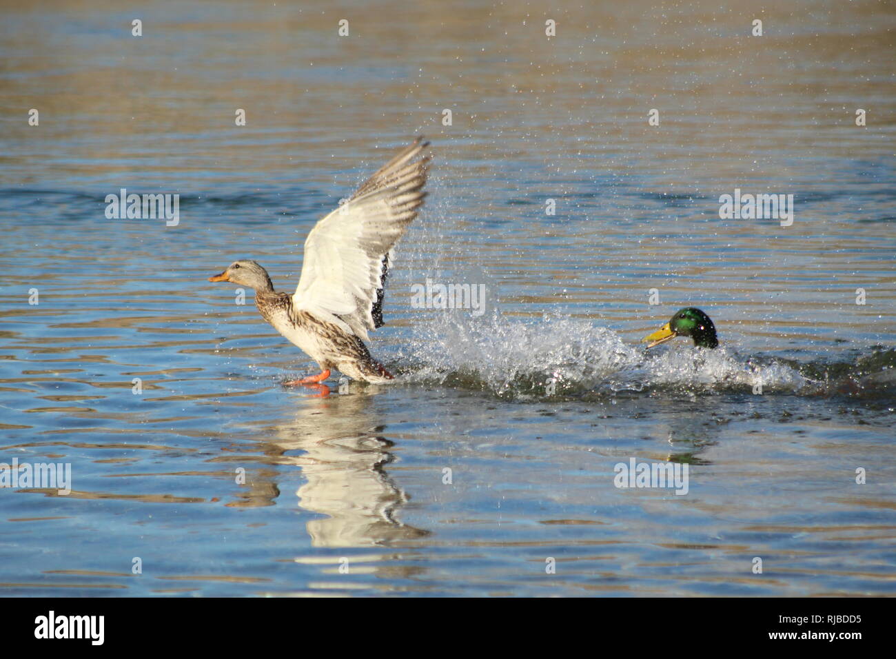 Stockenten kämpfen auf dem Colorado River Stockfoto