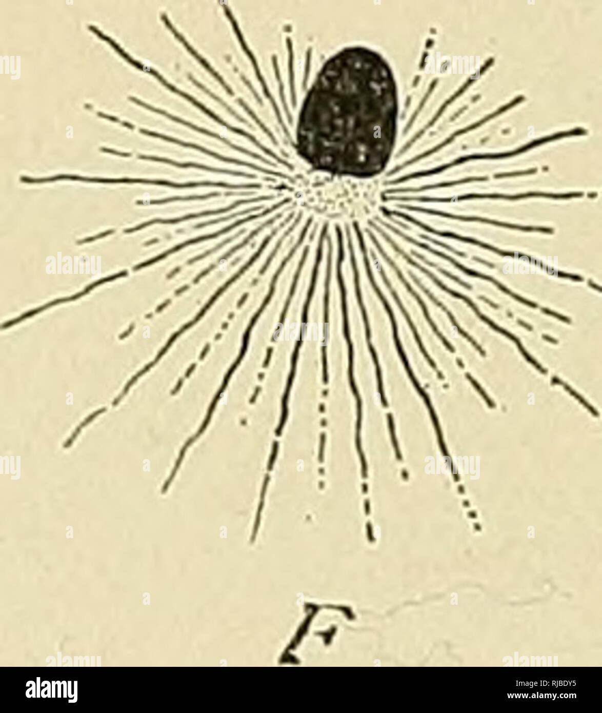 . Die Zelle in der Entwicklung und Vererbung. Zellen, Zellen. 138 Befruchtung der Eizelle zentralen Punkt eine Minute intensiver Färbung zentrosom gesehen werden.^ als die Spermien-Kern Vorschüsse, die Aster führt die Weise, und zur gleichen Zeit sehr schnell wächst, ihre Strahlen bis weit in das Zytoplasma und schließlich fahren fast einen gesamten Hemisphäre des^ gg. Die zentrale Masse der Aster kommt in Kontakt mit dem Ei - Kern, Di-vides in zwei, und die Tochter - astern Pass zu entgegengesetzten Pole der Ei - Kern, während die Samenzellen - Kern flach gegen die letztgenannten und nimmt die Form eines Bikonvex le Stockfoto