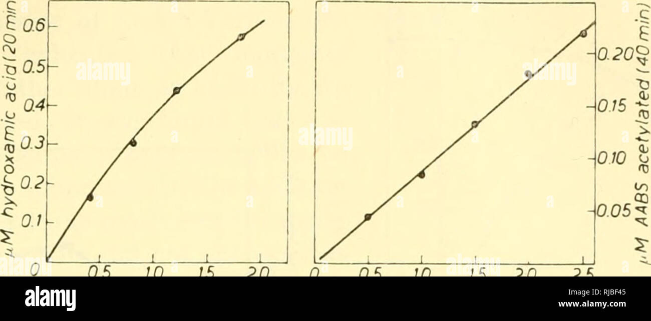 . Zelle Chemie; eine Sammlung von Papieren zu Otto Warburg anlässlich seines 70. Geburtstag gewidmet. Warburg, Otto Heinrich, 1883 -; Biochemie. VOL. 12 (1953) Acetyl-coenzym A SYNTHESE 143 Akzeptor Enzym wird durch die Verwendung von höheren Konzentrationen von Hydroxylamin^^ minimiert. Thehydroxamic Acid Assay wurde gelegentlich mit einem Verfahren welche Maßnahmen Nicht-arylamin Acetylierung geprüft wurde, nämlich: Durch die Kombination der A-60 Bruchteil der Chou mit der Hefe Enzym. Die kombinierte Probe hat den Vorteil einer höheren Empfindlichkeit. Wie in Abb. ib gezeigt, es ist linear über einen breiten Konzentrationsbereich als Stockfoto