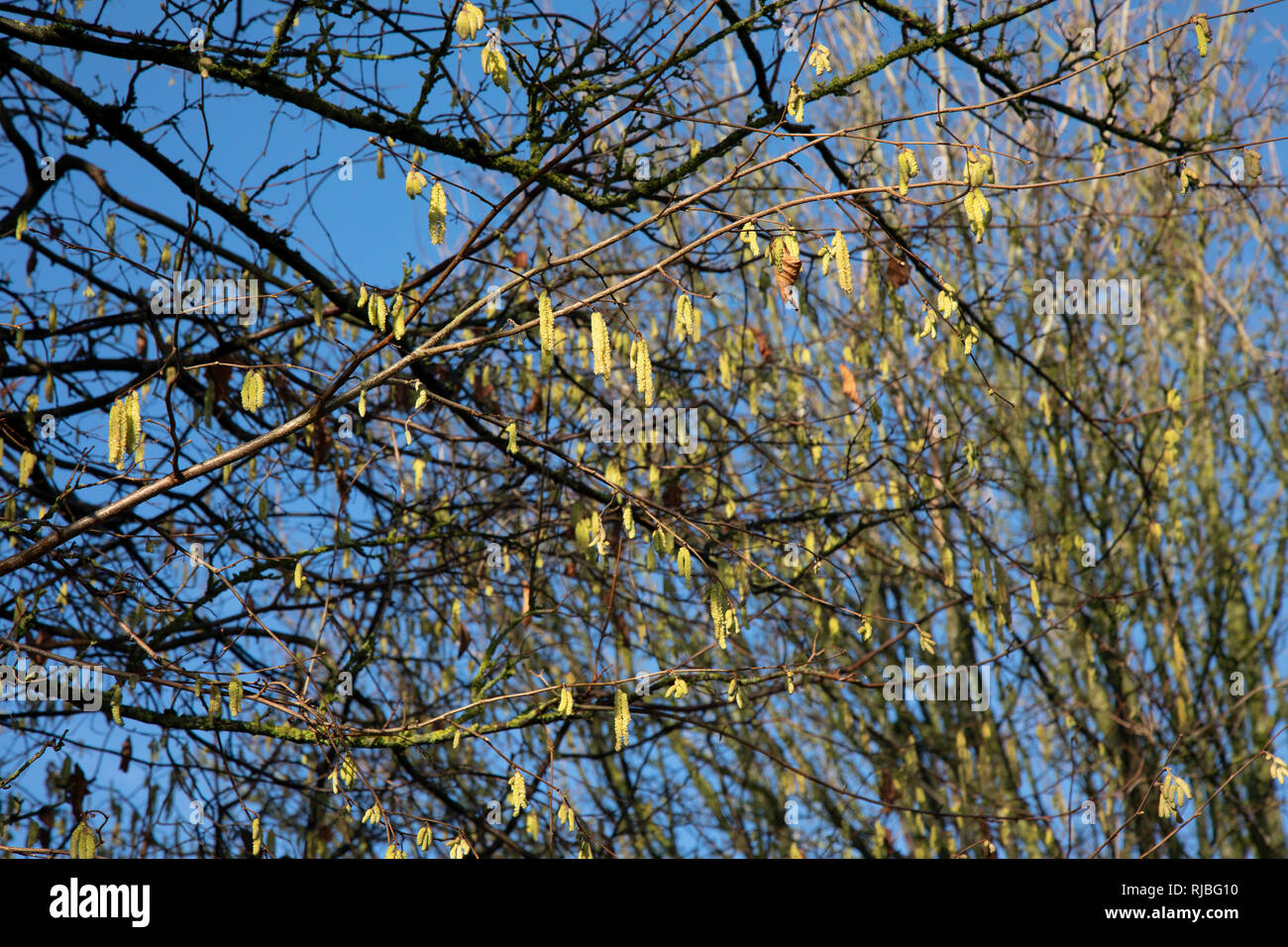 Frühling scheint sehr früh als palmkätzchen im Dezember erscheinen auf Bäume  in einem Park in Birmingham, Vereinigtes Königreich gekommen zu sein.  Catkin Pflanzen gehören viele andere Bäume oder Sträucher wie Birke, Weide,