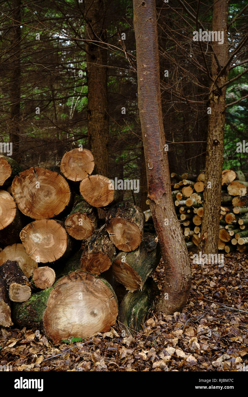 Protokolle unter einer Anpflanzung von Bäumen auf Ashdown Forest gestapelt. Stockfoto