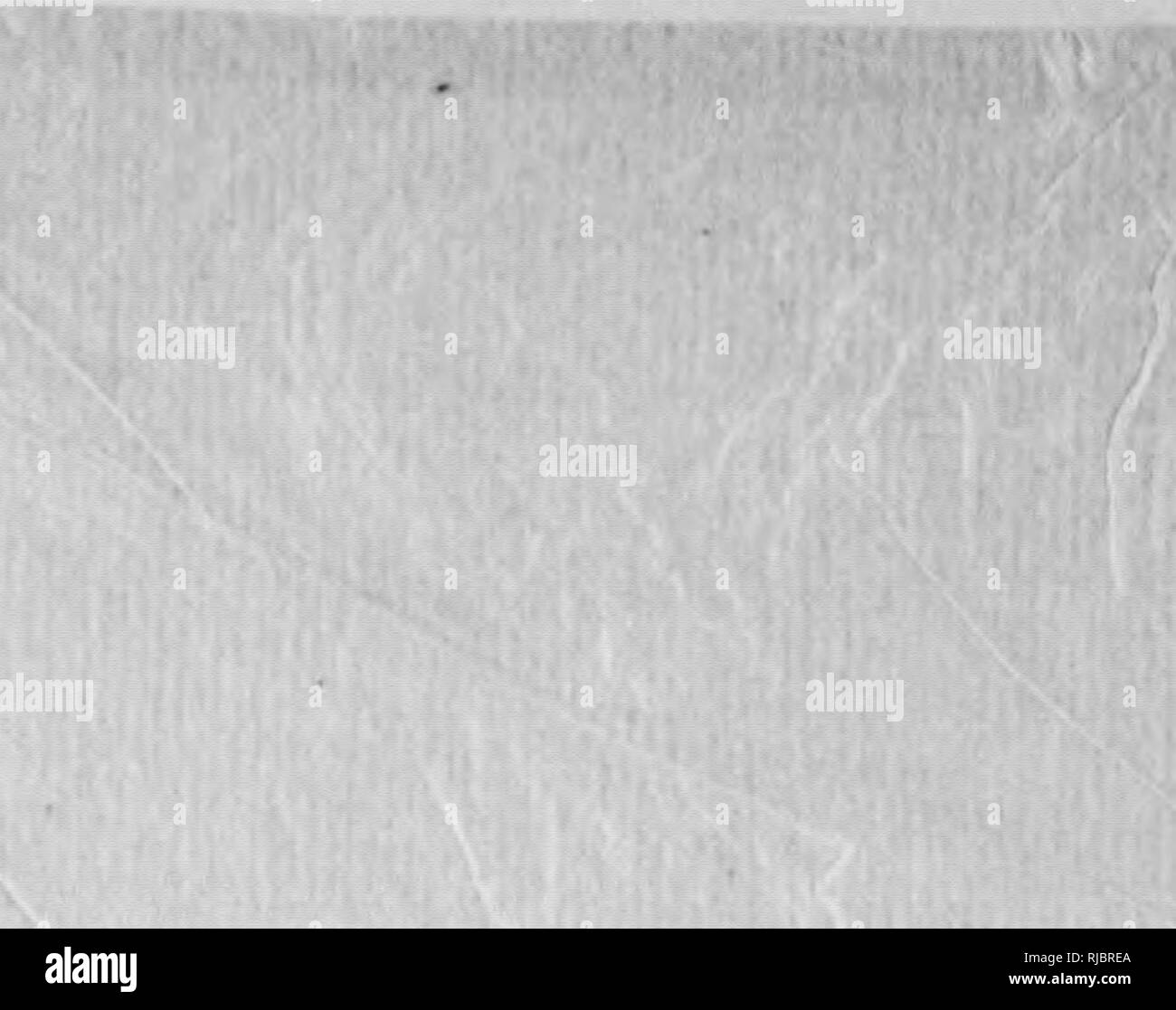 . C. Hart Merriam Papiere: einschließlich Korrespondenz, Papiere in Bezug auf Karriere mit den Vereinigten Staaten biologische Umfrage, 1798-1972 (1871-1942). In den Vereinigten Staaten. Aufteilung der Ornithologie und Säugetierkunde; in den Vereinigten Staaten. Abteilung der biologischen Erhebung; in den Vereinigten Staaten. Biologische Umfrage; in den Vereinigten Staaten. Büro der biologischen Erhebung; geologische und geografische Übersicht der Gebiete (U. S.); Harriman Alaska Expedition (1899); Beringmeer Kontroversen; Bären; Biogeographie; Naturgeschichte; Vogelkunde; Botanik; Leben Zonen; Wildlife Conservation. Sae - V. J^ly 15. 1916 I 963 15. Juli 1916 toB Washir^^ Stockfoto