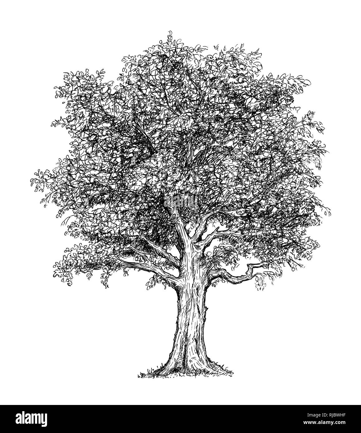Cartoon Zeichnung der Baum Stockfoto