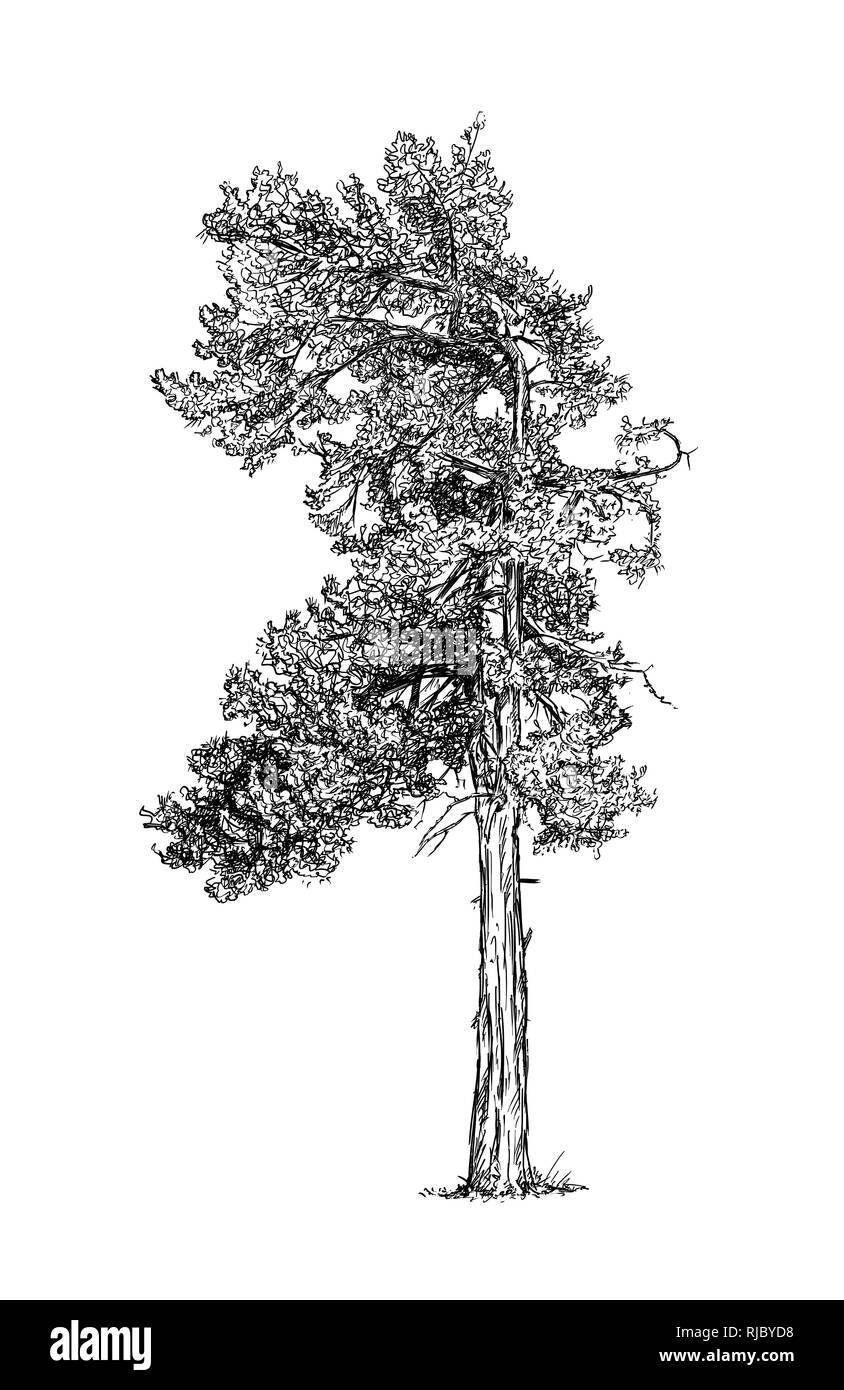 Cartoon Zeichnen von Pine Nadelbaumbaum Stockfoto
