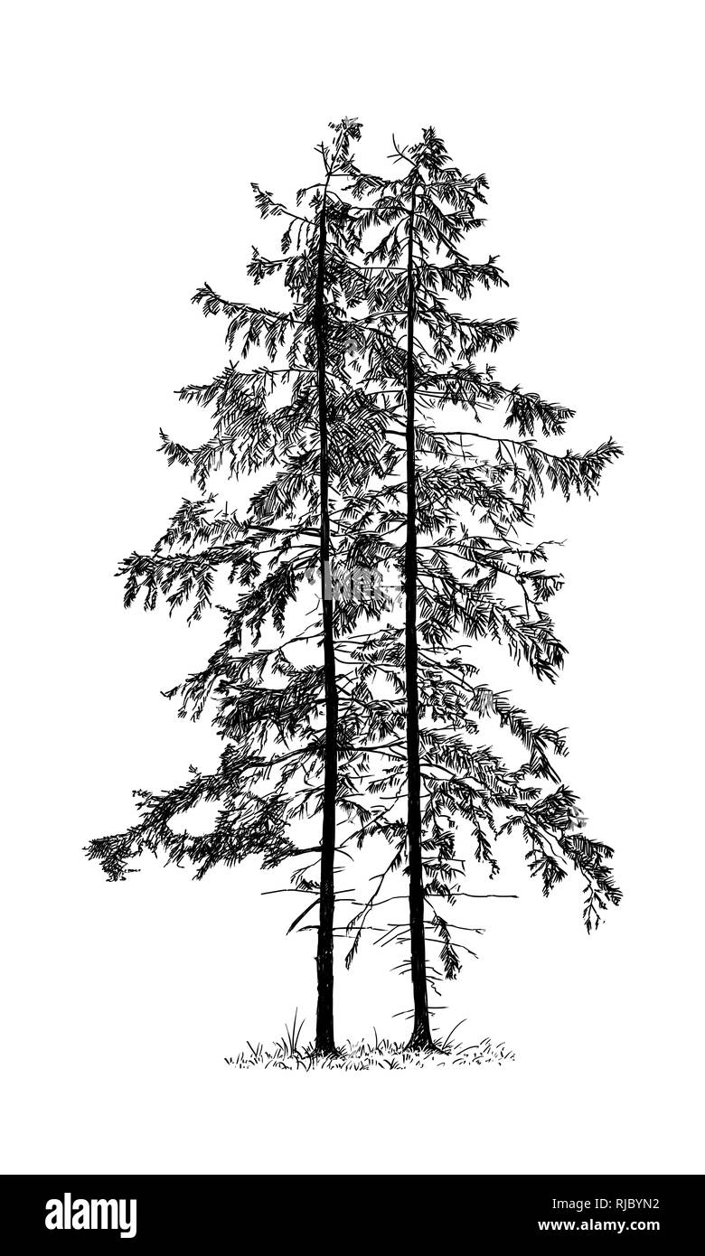 Cartoon Zeichnen von Fichte Nadelbaumbaum Stockfoto