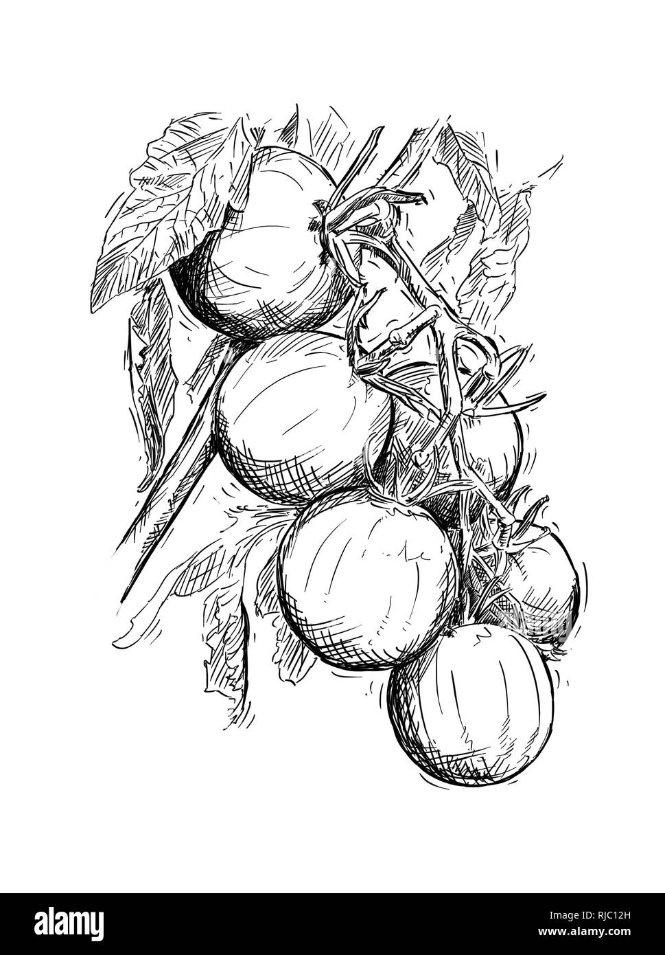 Hand Zeichnung von reifen Tomaten wachsen auf Zweig Stockfoto