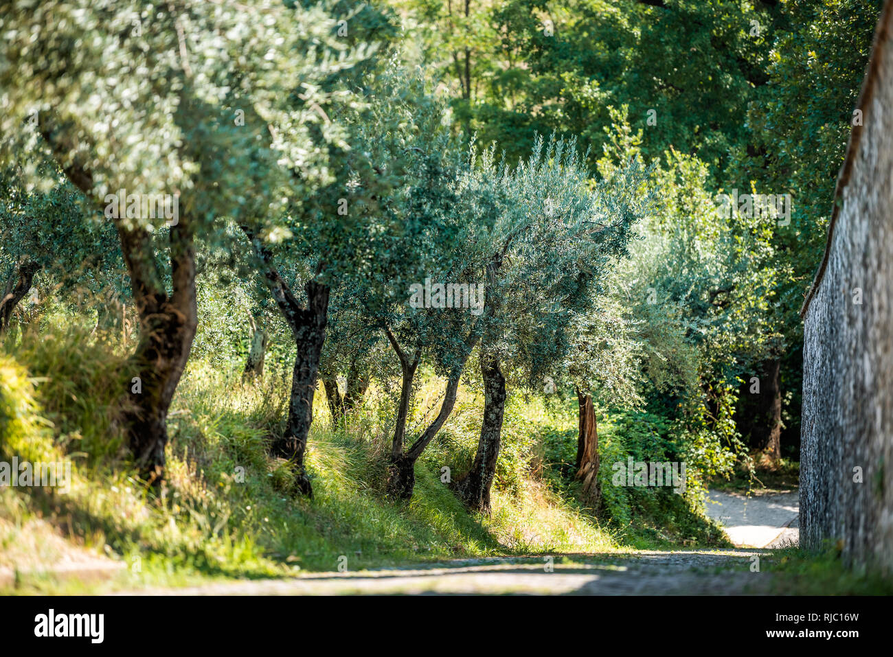 Assisi, Italien Stadt oder Dorf Stadt in Umbrien mit San Damiano Kirche während der sonnigen Sommertag und Straße weg von Olivenbäumen mit niemand Stockfoto