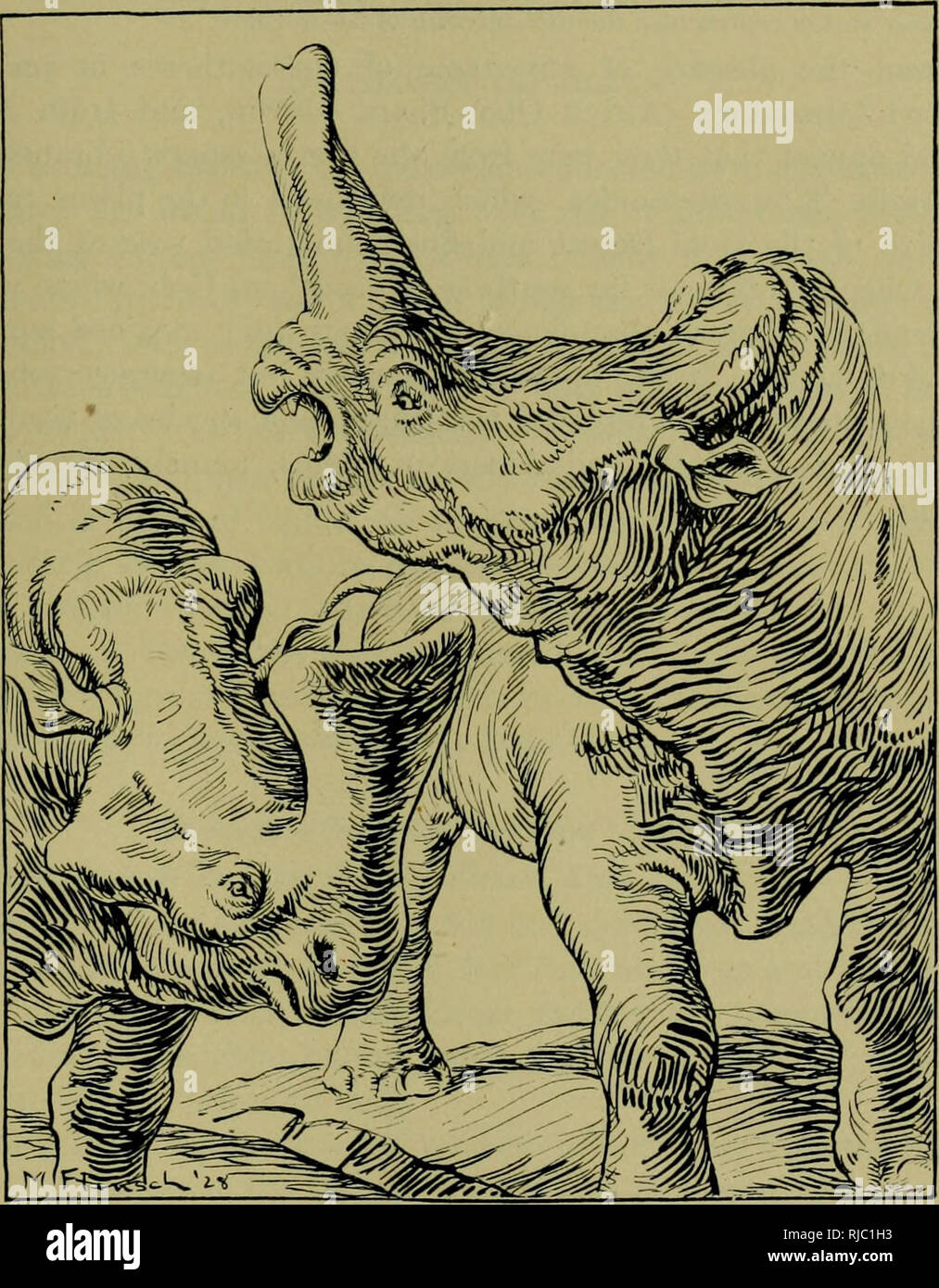 . Zentrale asiatischen Expeditionen des American Museum of Natural History, unter der Leitung von Roy Chapman Andrews: Vorläufige Beiträge in der Geologie, Paläontologie, Zoologie. Zentrale asiatischen Expeditionen (1921-1930); Wissenschaftliche Expeditionen; Naturgeschichte; Wissenschaftliche Expeditionen; Natural History. 1929] EMBOLOTHERIUM DER ULAN GOCHU 19 noch größer und mehr einzigartige Rammbock-ram-gerochene Embolotherium (Griechisch ifx^ oXi], was bedeutet, dass "ein Rammbock') des Oligozän in der Wüste Gobi. Dieses Tier etwas überschreitet in der Größe der größten Brontotherium ('Flachbild-horned Donner Bestie") der Norden Stockfoto