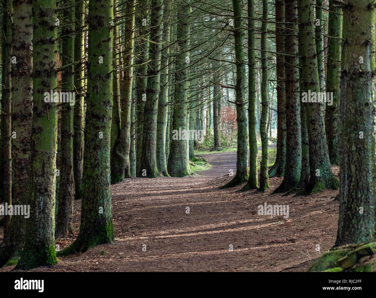 Waldweg in Beecraigs Country Park, West Lothian, Schottland Stockfoto