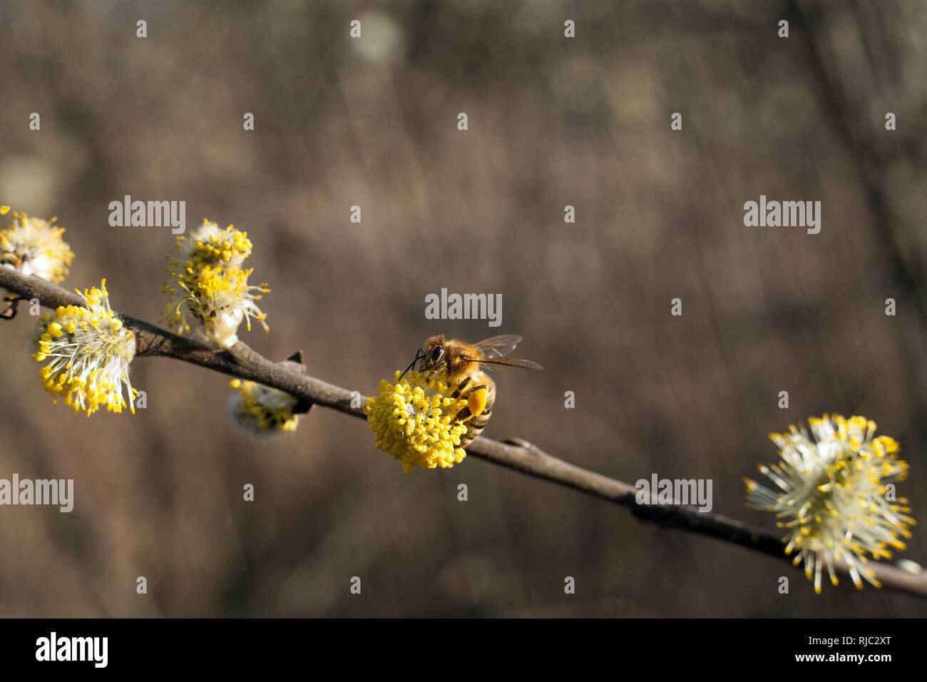 Die Biene sammelt Pollen auf den blühenden Baum. Biene auf palmkätzchen. Gelbe Pollen auf Zweige und auf Biene. (Mehrere Werte) Stockfoto