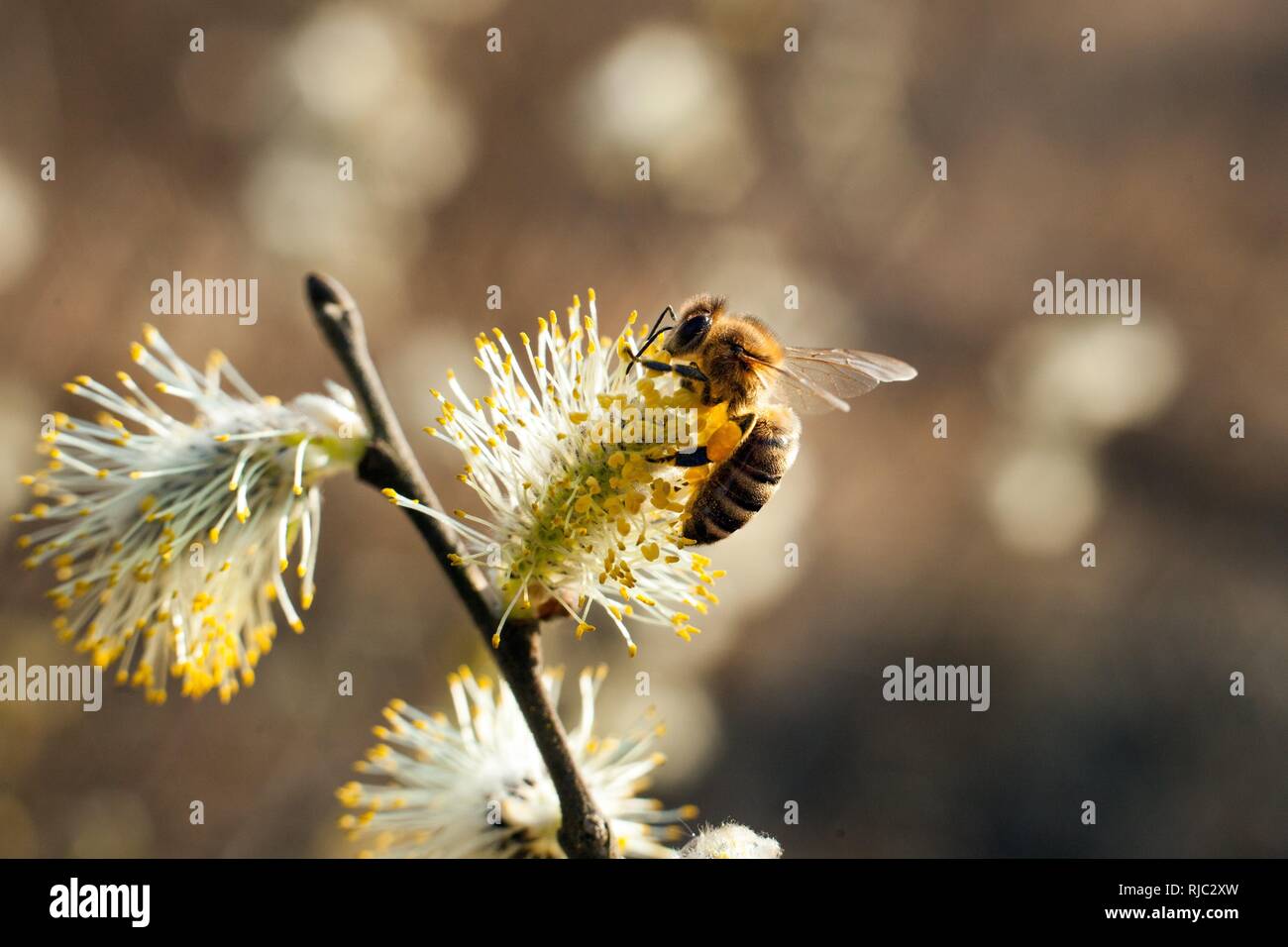Die Biene sammelt Pollen auf den blühenden Baum. Biene auf palmkätzchen. Gelbe Pollen auf Zweige und auf Biene. (Mehrere Werte) Stockfoto