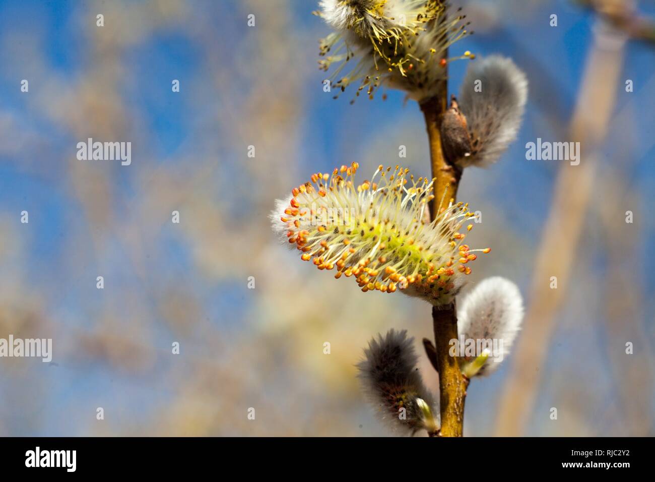 Die Biene sammelt Pollen auf den blühenden Baum. Biene auf palmkätzchen. Gelbe Pollen auf Zweige und auf Biene. (Mehrere Werte) Stockfoto
