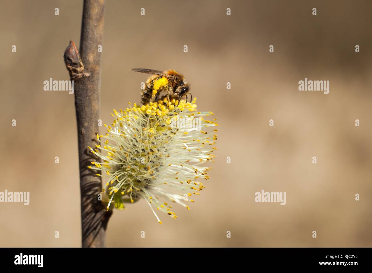 Die Biene sammelt Pollen auf den blühenden Baum. Biene auf palmkätzchen. Gelbe Pollen auf Zweige und auf Biene. (Mehrere Werte) Stockfoto
