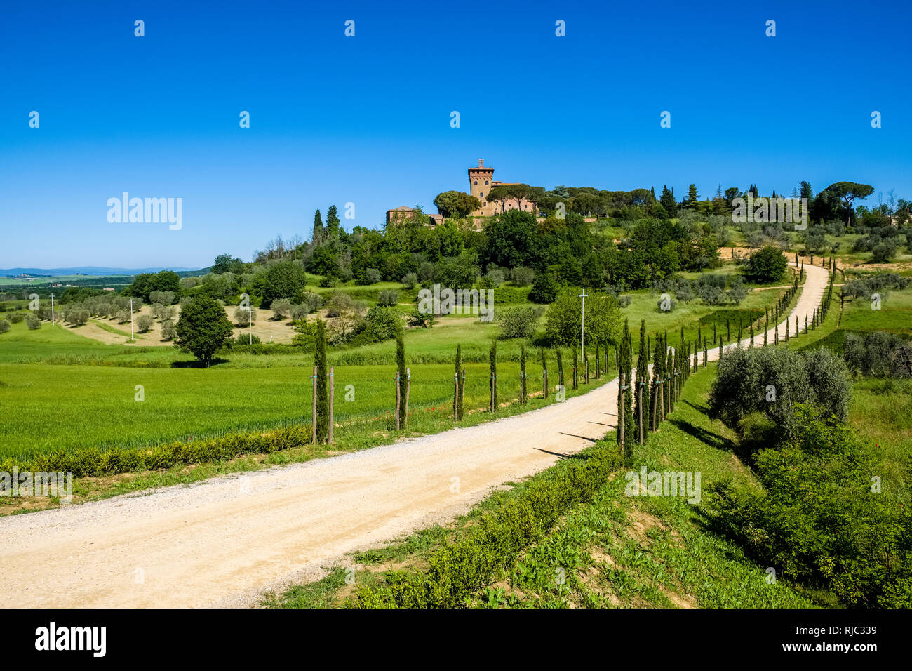 Typische hügelige Toskanische Landschaft im Val d'Orcia mit einer Schotterstraße und Zypressen Allee, die zum Palazzo Massaini Stockfoto