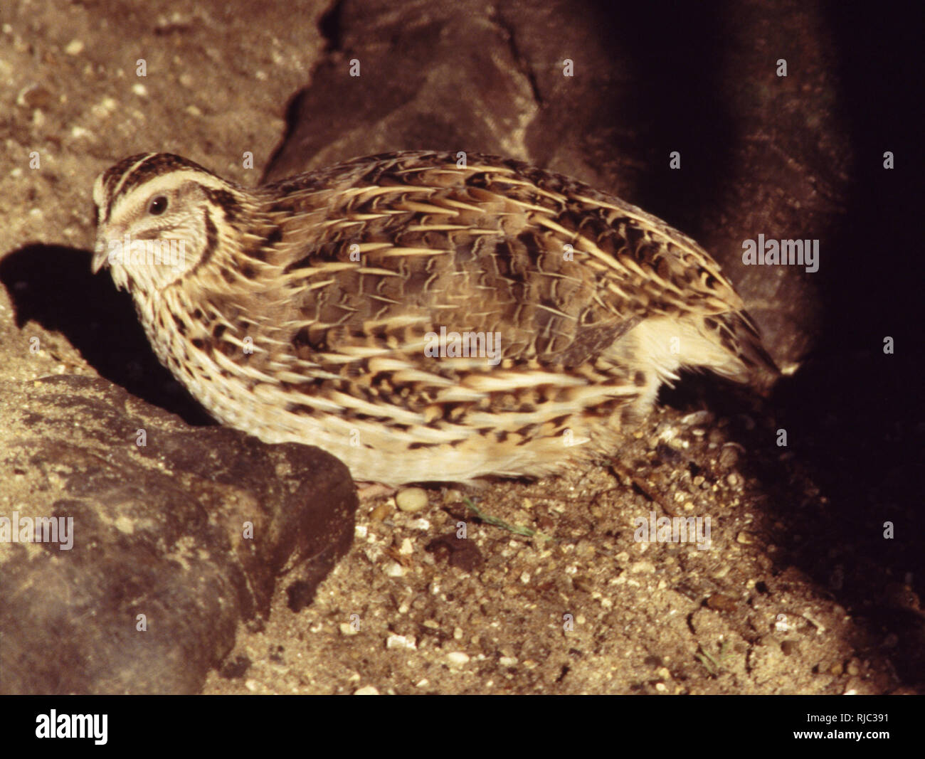 Japanische Wachtel (Coturnix japonica) Stockfoto