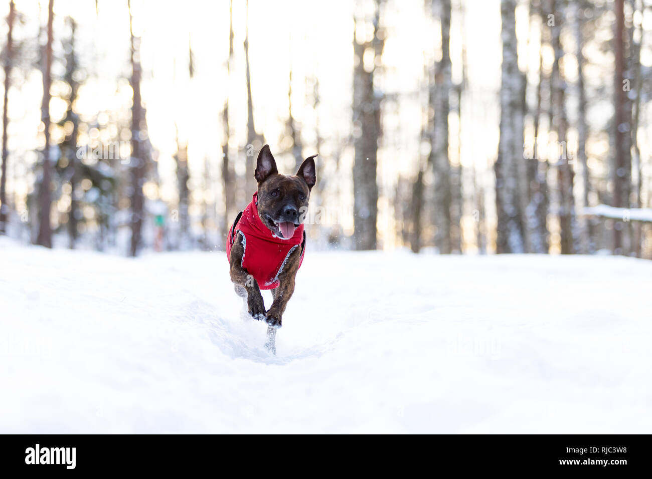 Tiger American Staffordshire Terrier mit kupierten Ohren Spaziergänge im Winter im Freien sonnigen Tag Stockfoto