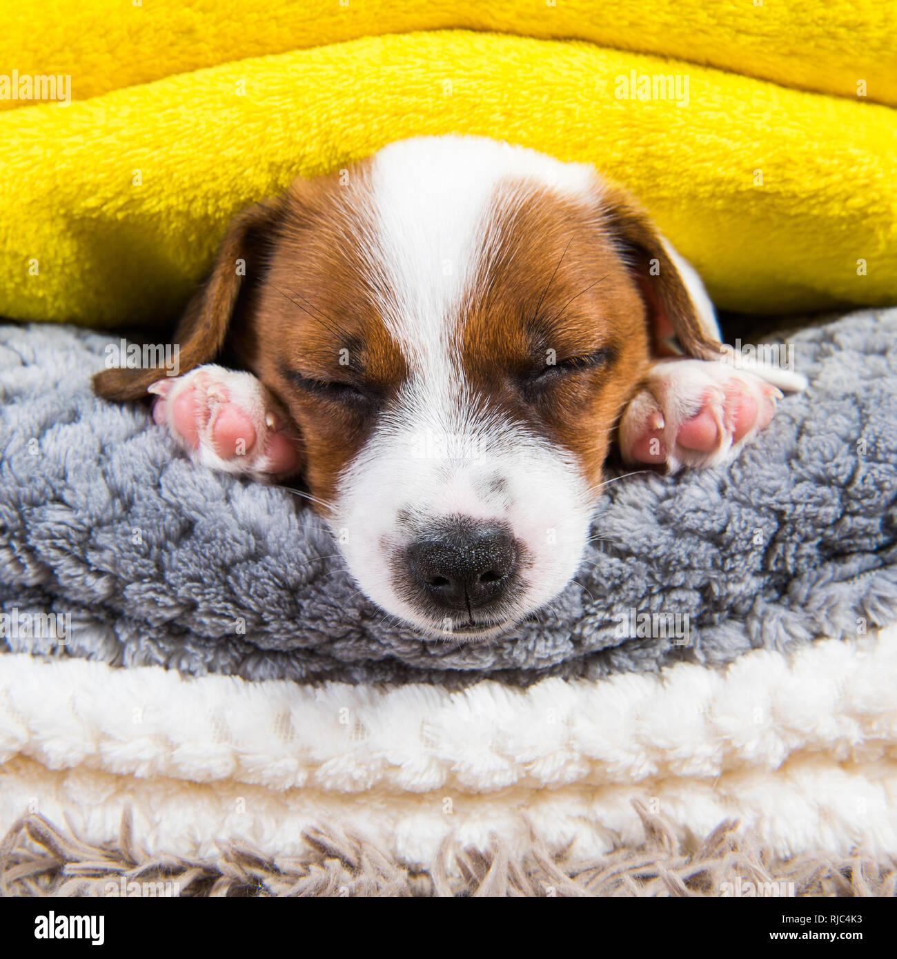 Funny Jack Russell Terrier Welpe Hund schläft unter der Decke im Bett. Süße  Träume träumen Stockfotografie - Alamy