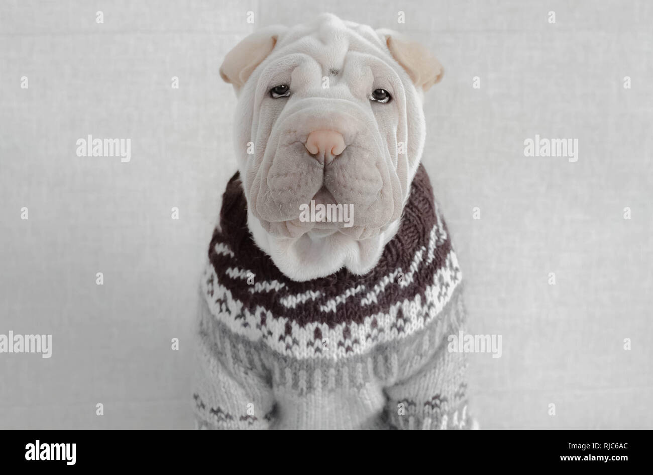 Porträt eines Shar pei Welpen Hund trägt Pullover Stockfoto