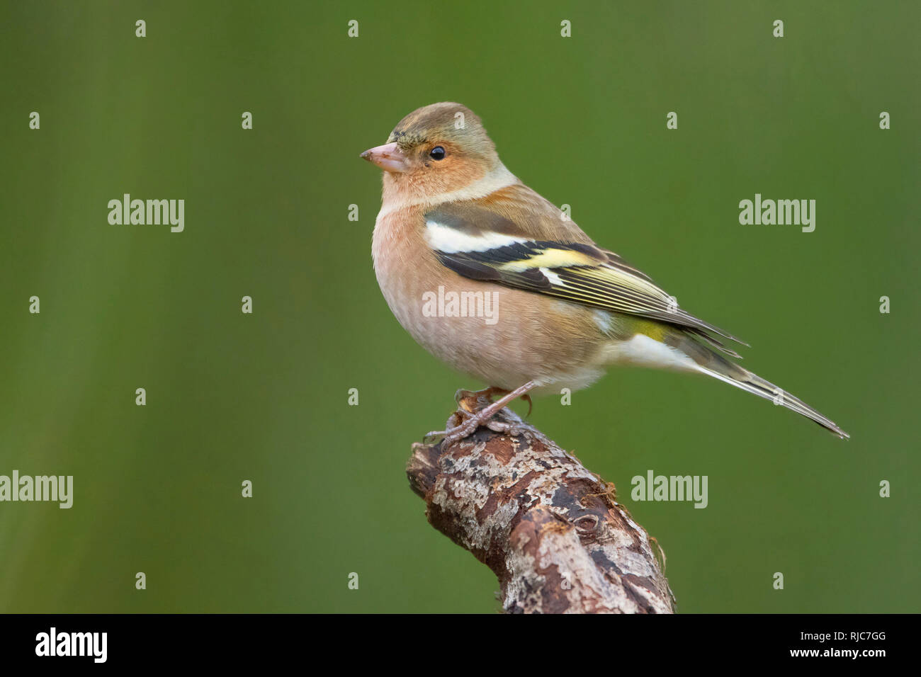 Gemeinsamen Buchfink, Männchen, stehend auf einem Zweig, Kampanien, Italien (Fringilla Coelebs) Stockfoto