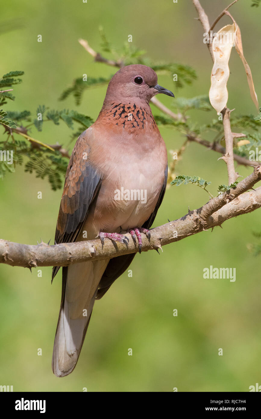 Lachende Taube (Streptopelia Senegalensis), Erwachsene thront auf einem Ast, Ayn Razat, Dhofar, Oman Stockfoto