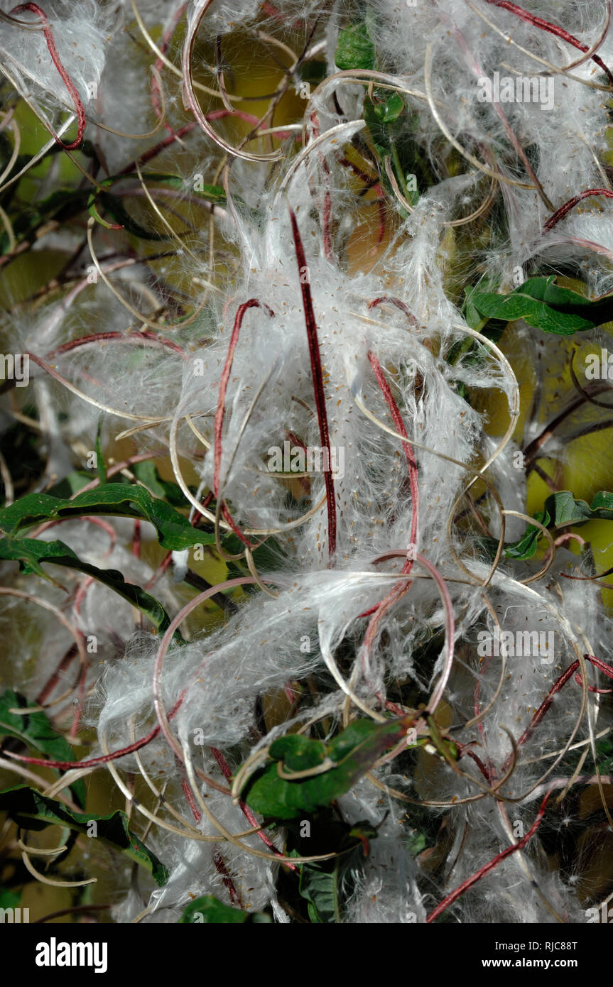 Flauschigen weißen Samenkapseln oder Samen der wilden krautartige Pflanze Rosebay Chamaenerion Weidenröschen, Angustifolium Stockfoto