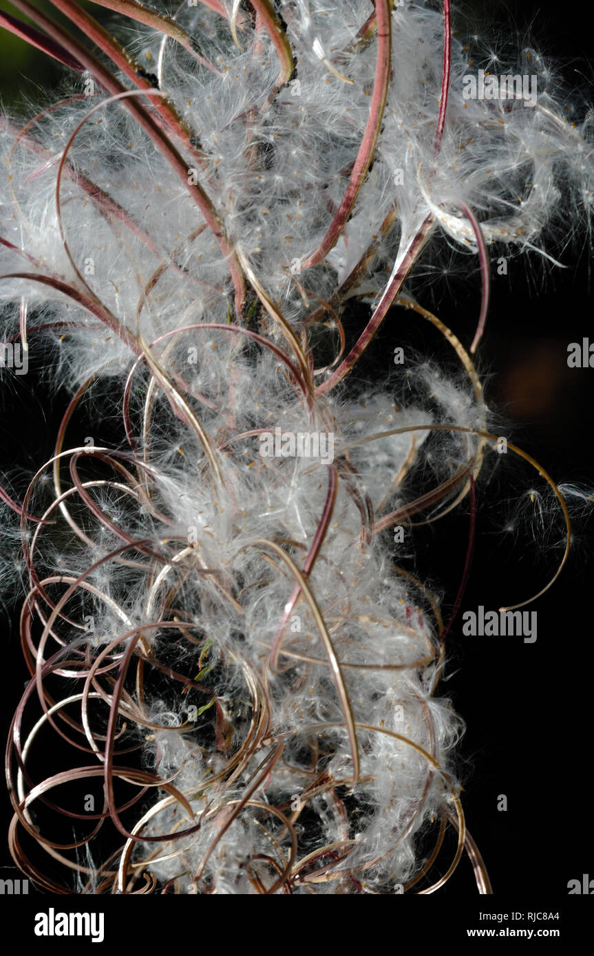 Flauschigen weißen Samenkapseln oder Samen der wilden krautartige Pflanze Rosebay Chamaenerion Weidenröschen, Angustifolium Stockfoto