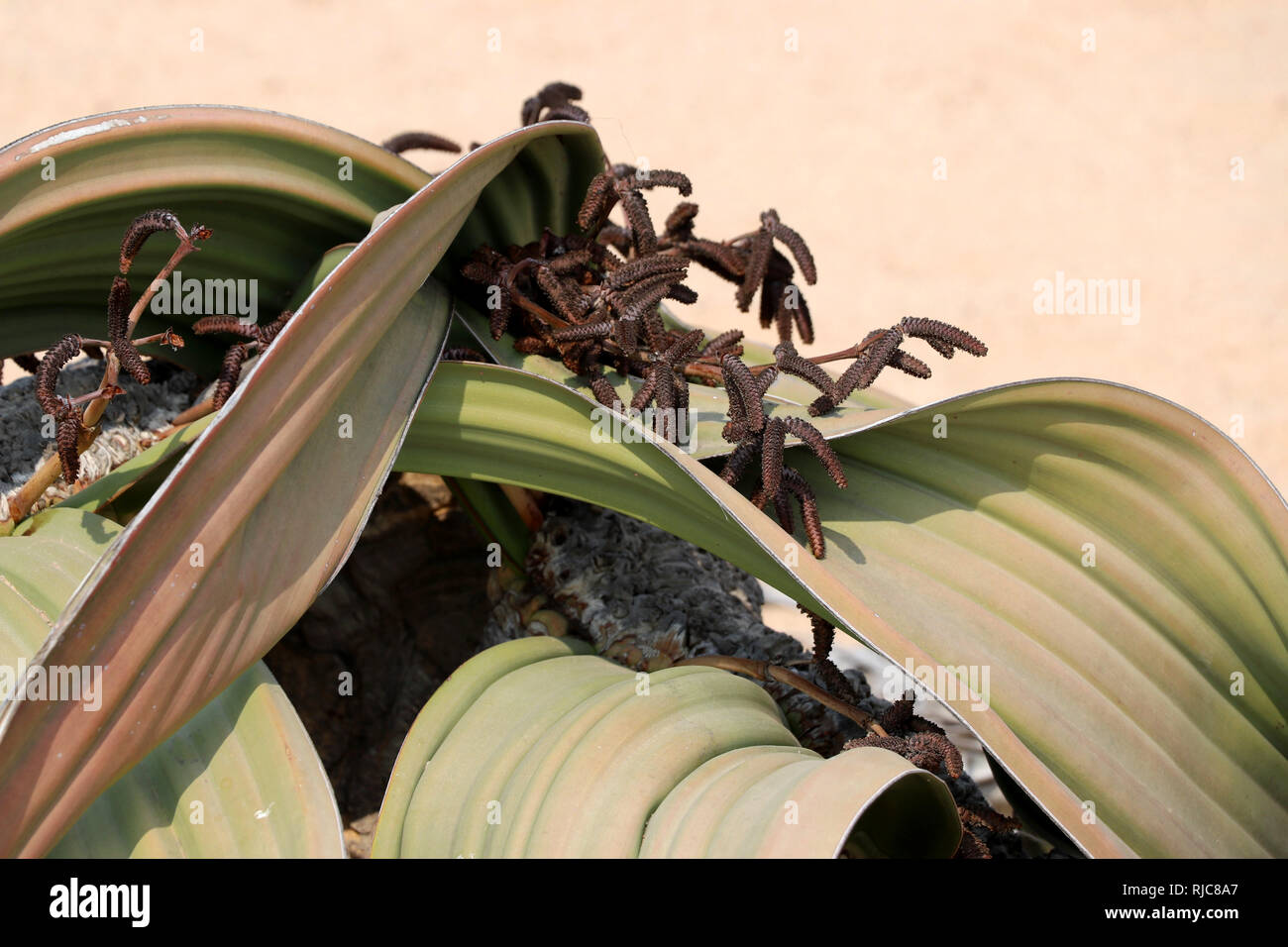 Blüte einer männlichen Welwitschie (Welwitschia Mirabilis) - Namibia Afrika Stockfoto