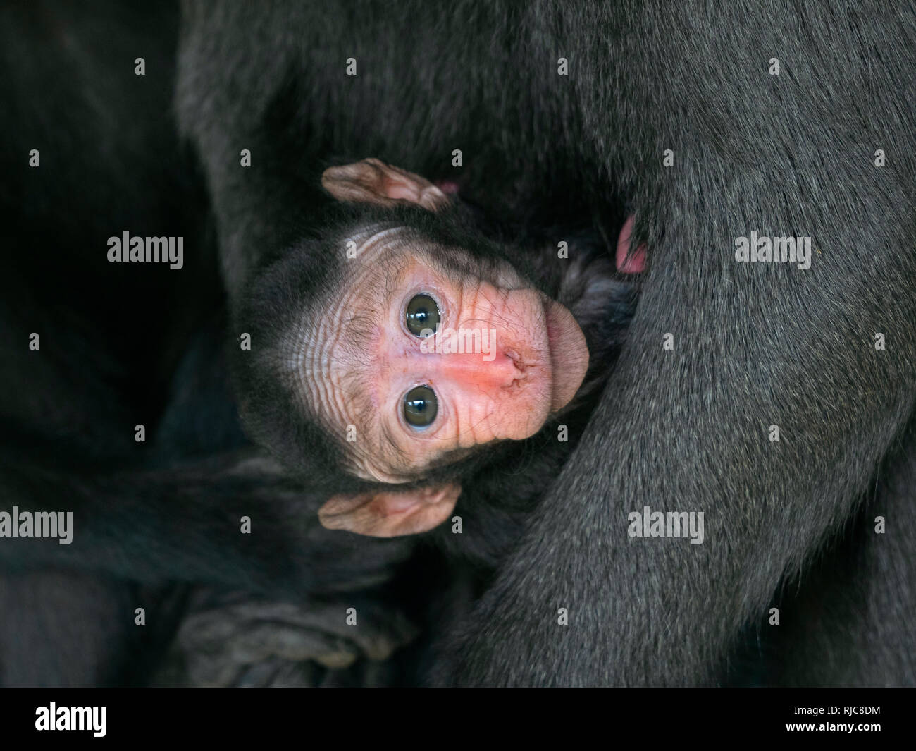 Celebes crested macaque Macaca nigra auch als Crested schwarzen Makaken mit Monat alten Jungen bekannt. Stockfoto