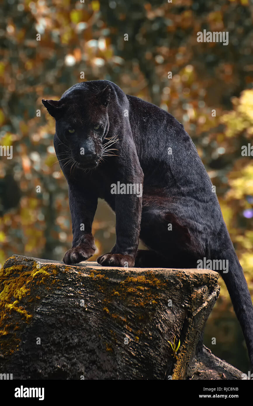 Black Panther auf einem Felsen, Indonesien Stockfoto