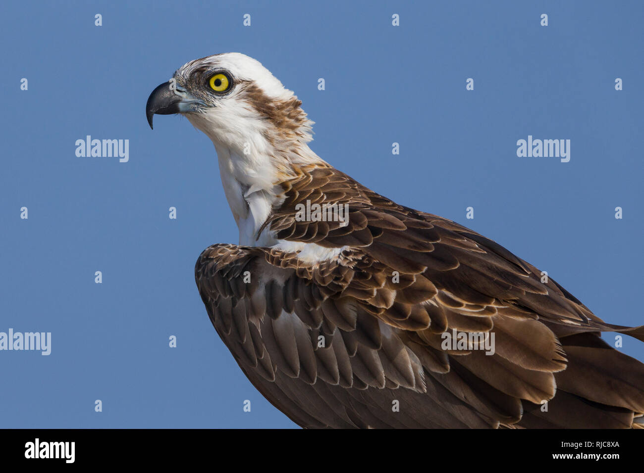 Fischadler (Pandion Haliaetus), Closeup, Qurayyat, Gouvernement Maskat Stockfoto