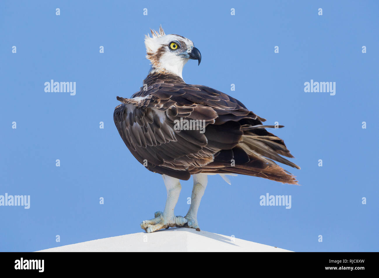 Fischadler (Pandion Haliaetus), stehend auf einem Pfosten, Qurayyat, Gouvernement Maskat Stockfoto