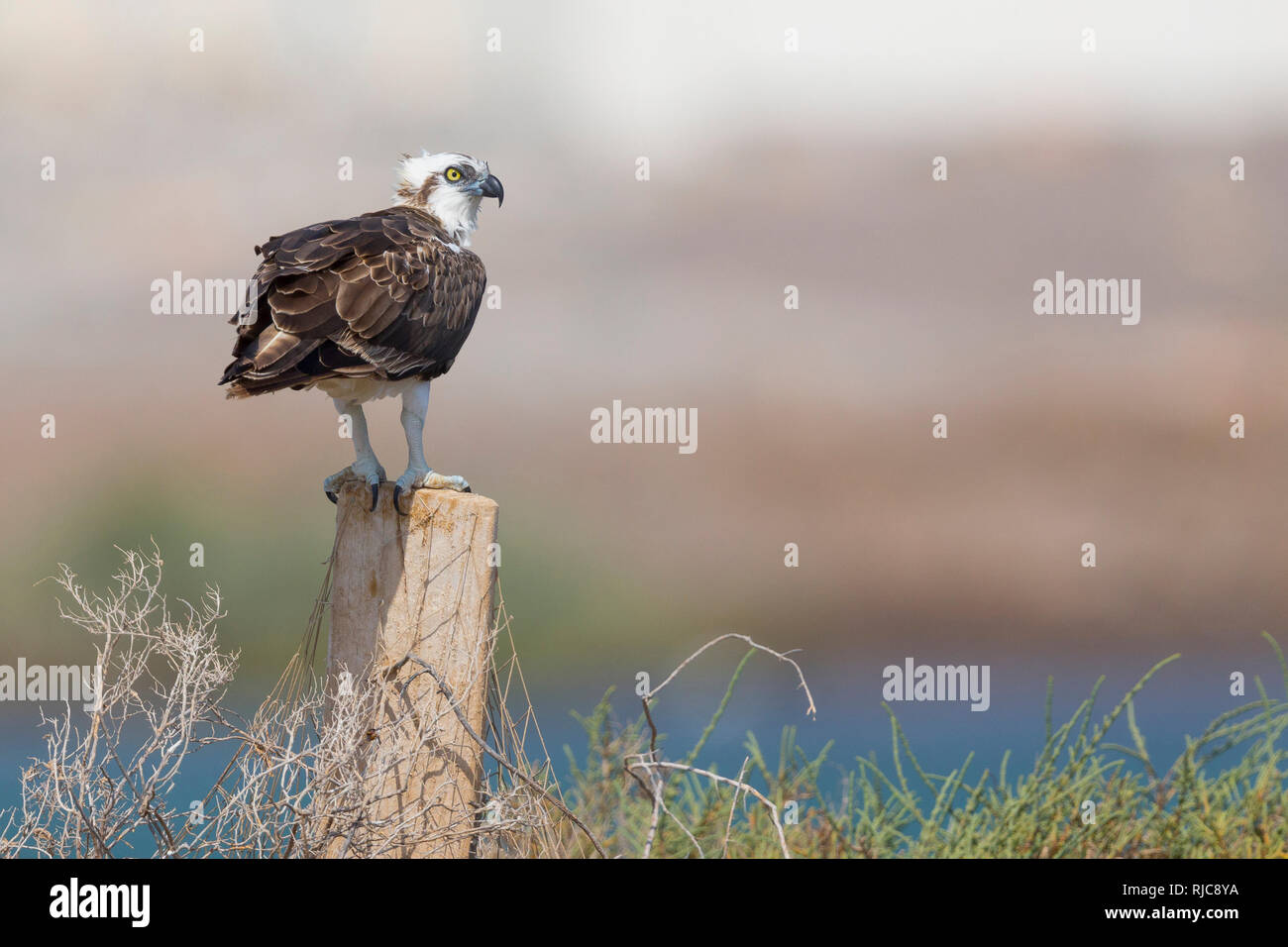 Fischadler (Pandion Haliaetus), stehend auf einem Pfosten, Qurayyat, Gouvernement Maskat Stockfoto