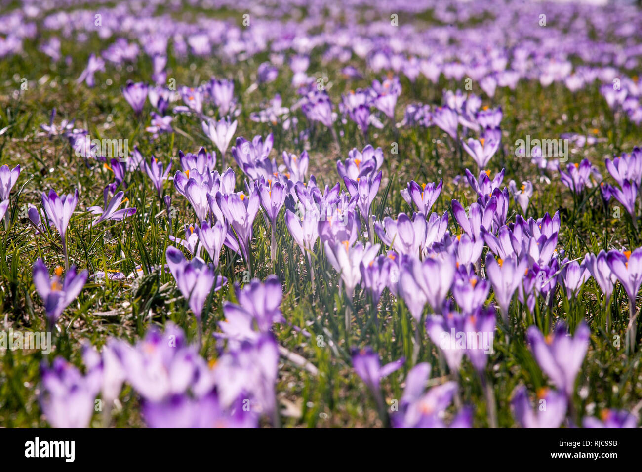 Crocus Blumen in den Bergen. Schneebedeckte Berge und Blumen. Krokusse in den Bergen, Polen Berge Tatry, Zakopane, Dolina Chocholowska. Stockfoto