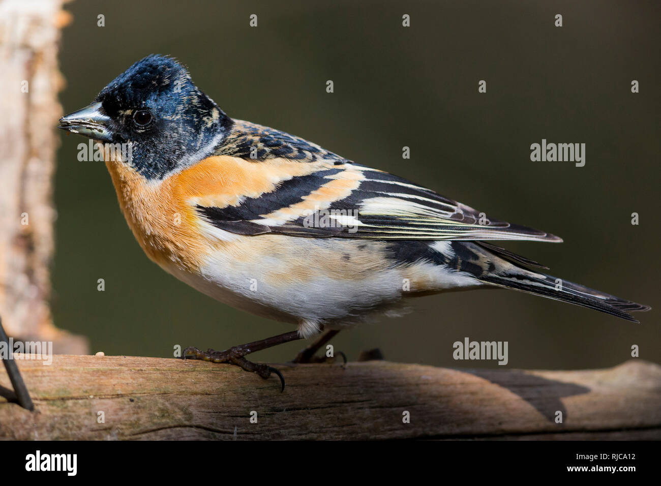 Bergfink (Fringilla Montifringilla), Männchen am Futterhäuschen Stockfoto