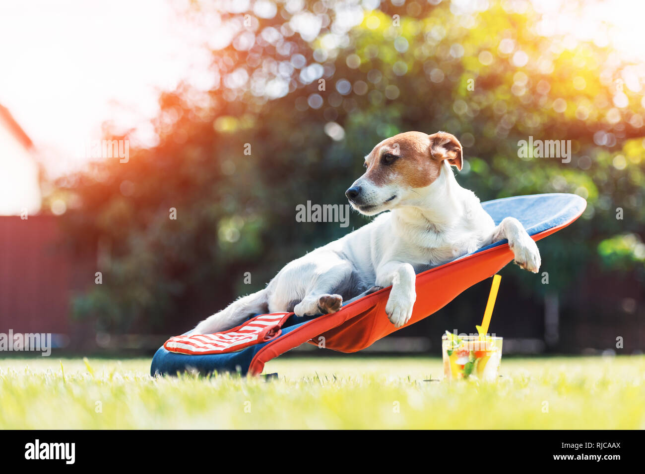 Jack Russel Terrier Hund liegt auf einem Liegestuhl mit Cocktail. Entspannen Sie sich und Ferienhäuser Konzept Stockfoto