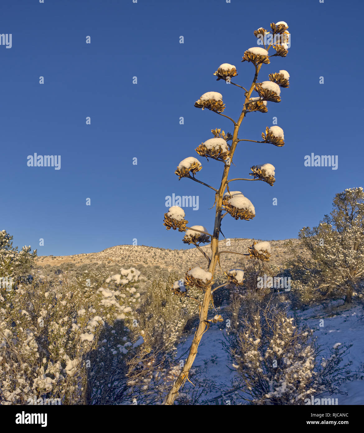 Agave Bedienhebel in Schnee, Arizona, United States Stockfoto