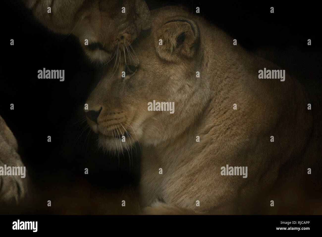 Zwei Löwen kuscheln Stockfoto