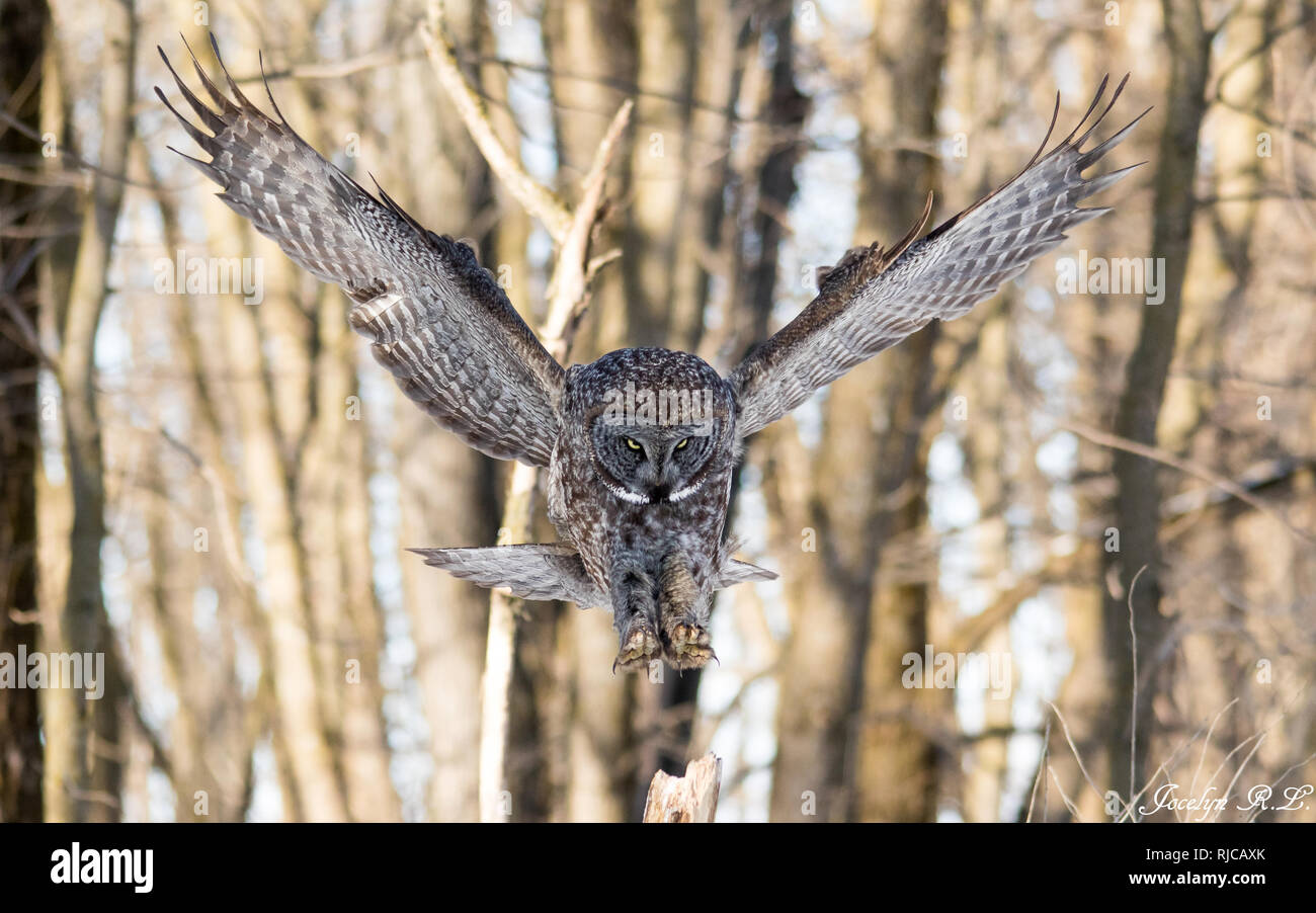 Bartkauz im Flug, Quebec, Kanada Stockfoto