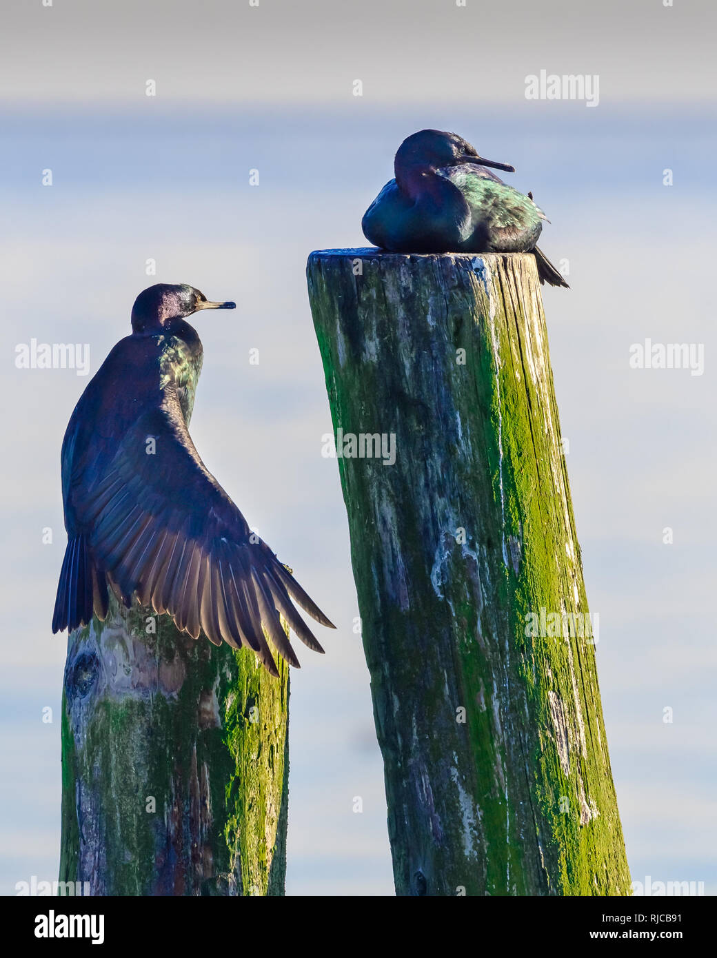 Zwei Kormoran Vögel auf hölzernen Pfosten, British Columbia, Kanada Stockfoto