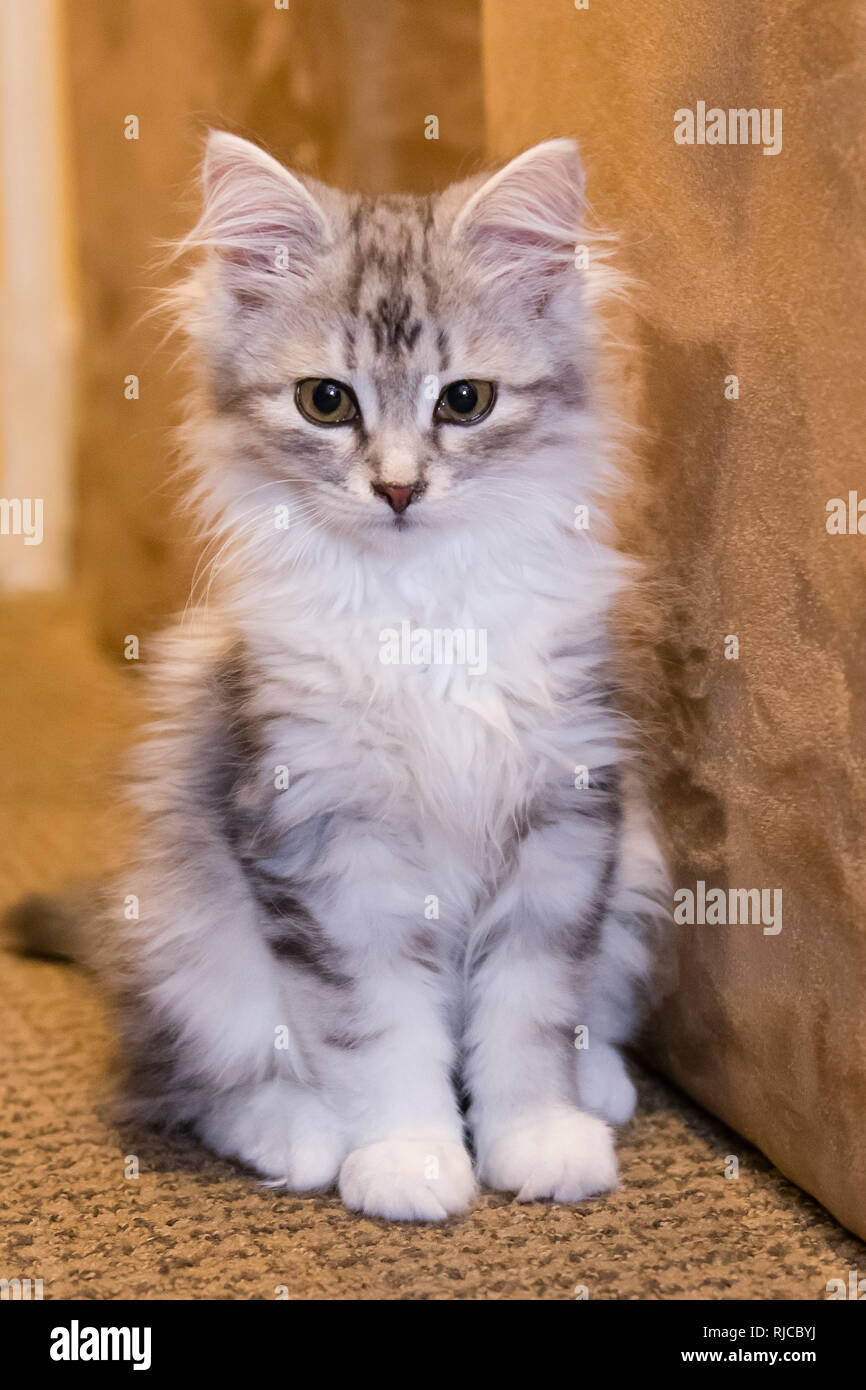 Adorable Baby Sibirische Kätzchen cat Indoor inländischen pet Stockfoto