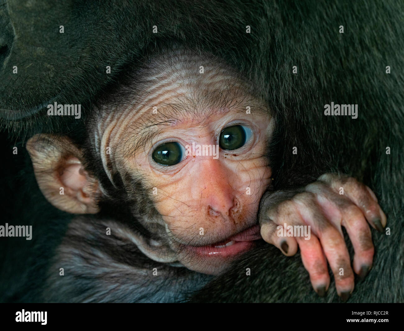 Celebes crested macaque Macaca nigra auch als Crested schwarzen Makaken mit Monat alten Jungen bekannt. Stockfoto