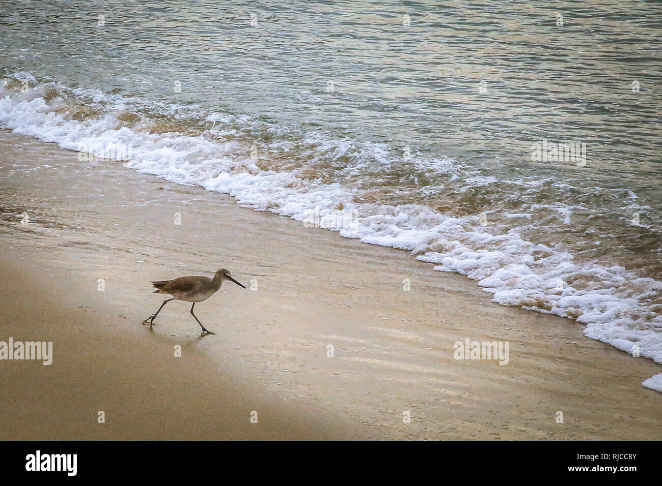 Langbeinige, lange-billed seabird Schritte am Strand entlang auf der Suche nach Nahrung. Pacific Northwest Küste von Mexiko. Stockfoto