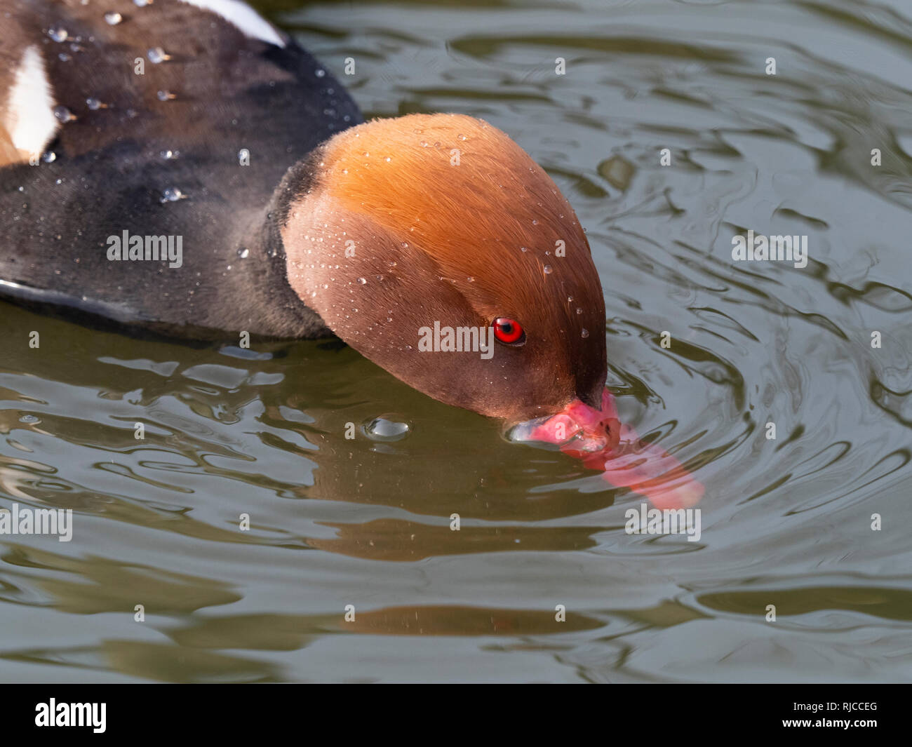 Rot-crested Tafelenten Netta rufina Stockfoto