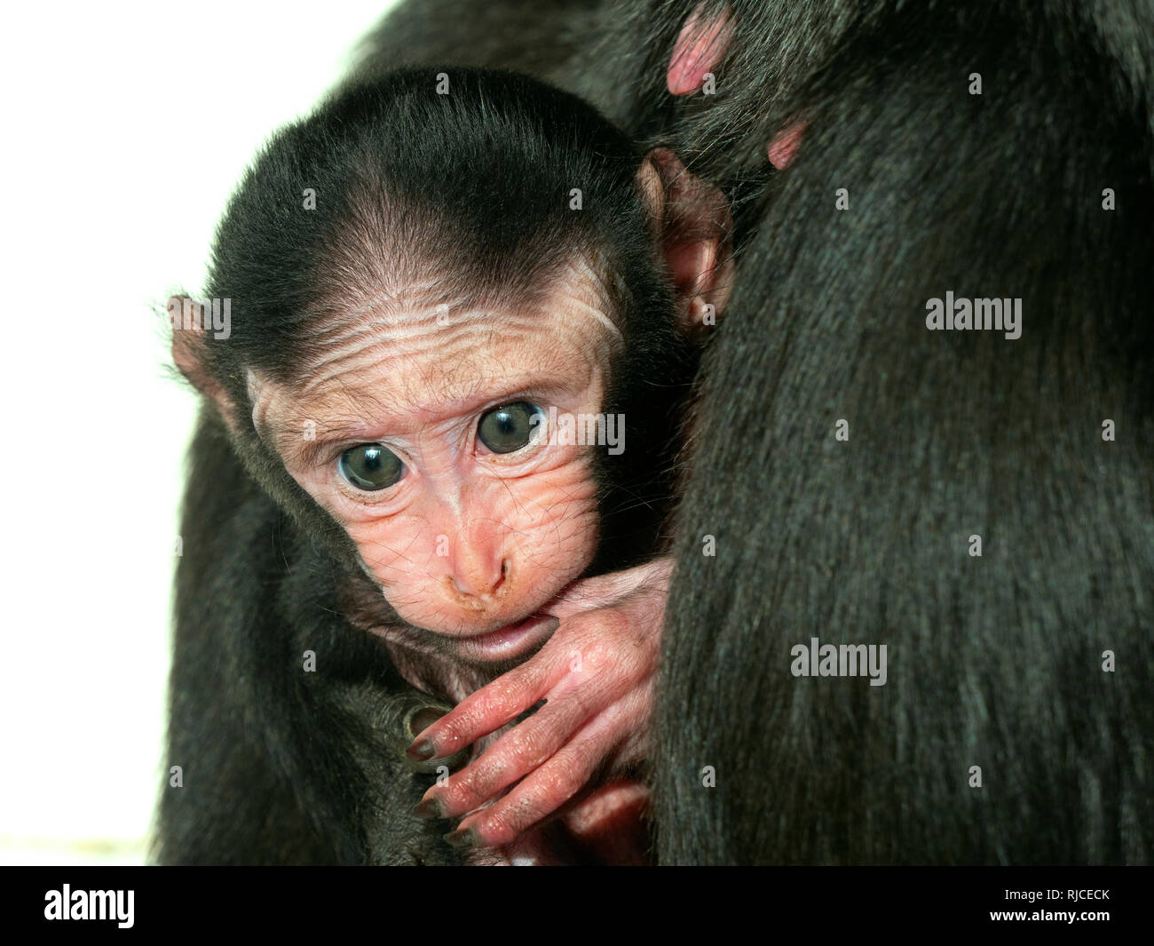 Celebes crested macaque Macaca nigra auch als Crested schwarzen Makaken mit Monat alten Jungen bekannt. Stockfoto