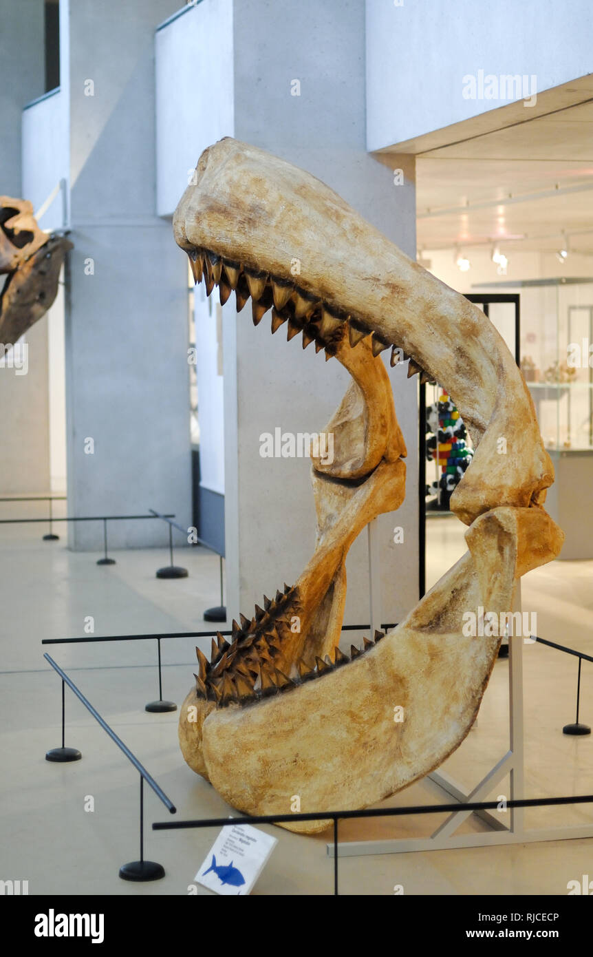Kiefer und Zähne eines Megalodon, Carcharocles Megalodon, eine ausgestorbene Giant Hai auf Anzeige an das Musée de Rochefort Les Gorges du Verdon Quinson Frankreich Stockfoto